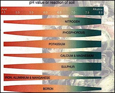 PLANT FOOD AVAILABILITY CHART